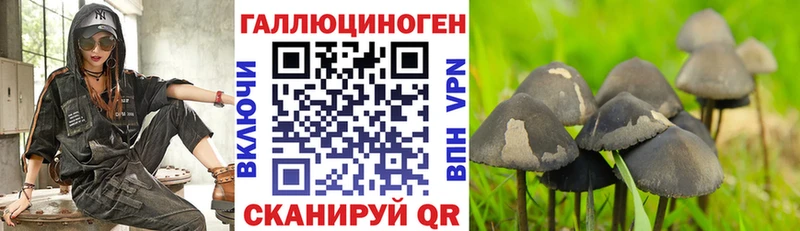 где можно купить   Волгореченск  Галлюциногенные грибы MAGIC MUSHROOMS 